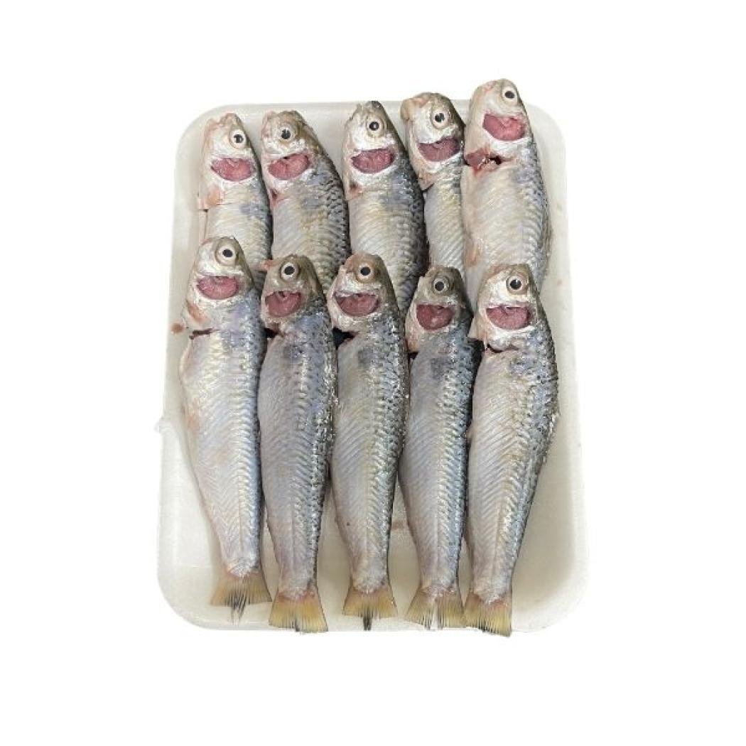 টাটকিনি মাছ